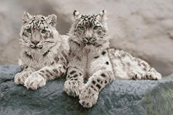 Diamond Dotz Snow Leopards Hemis National Park, Kashmir, India - Needleart World