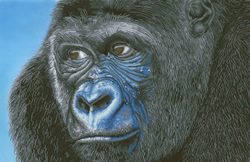 Diamond Dotz Kibali Western Lowland Gorilla - Needleart World