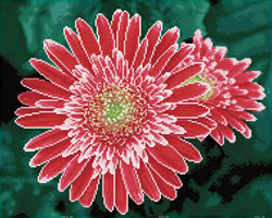 Diamond Dotz Pink Gerberas - Needleart World