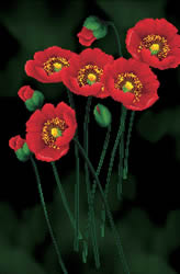 Pre-printed cross stitch kit Red Poppies on black - Needleart World