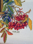 Cross stitch kit Colorful Rowan - Merejka