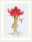 Cross stitch kit Amaryllis - Merejka