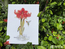 Cross stitch kit Amaryllis - Merejka