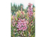 Cross stitch kit Raspberry Candles of Willowherbs - RTO