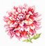 Cross stitch kit Dahlia - Magic Needle