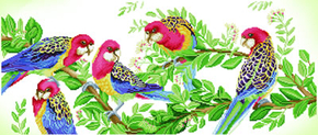 Diamond Dotz Eastern Rosella Gathering - Needleart World