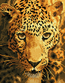 Diamond Dotz Jaguar Prowl - Needleart World
