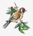 Cross stitch kit Goldfinch Bird - Luca-S